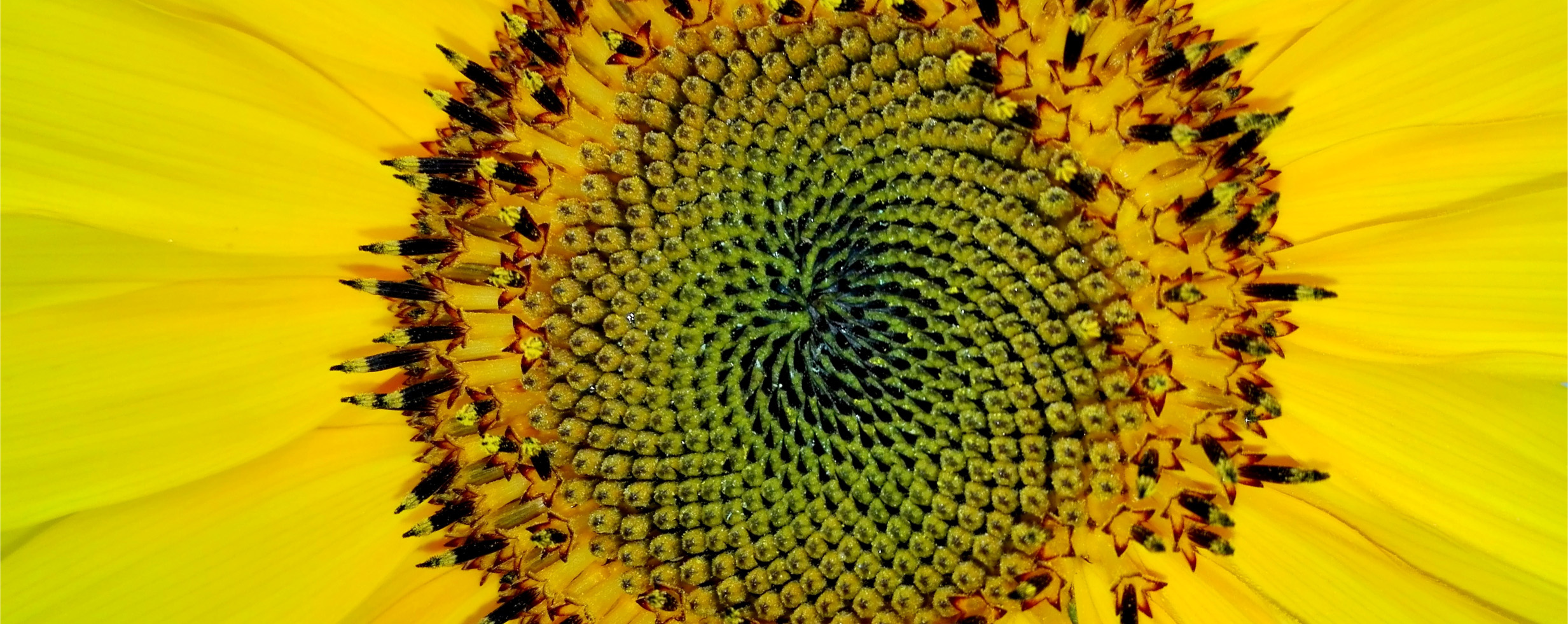 La suite de Fibonacci